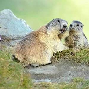 Nature & Wildlife Acrylic Blox Collection: Groundhogs (Marmota monax)