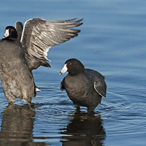 American coots on late fall pond