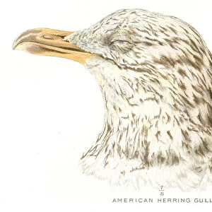 American herring gull lithograph 1897