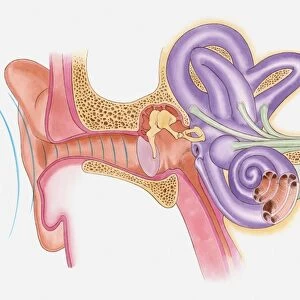 Anatomical illustration of sound vibrations entering ear