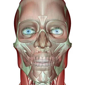 anatomy, face, face muscles, front view, frontalis, head, head muscles, human, illustration