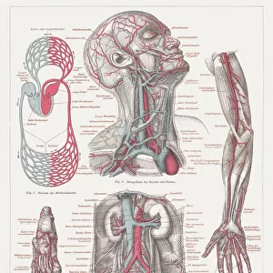 Anatomy of the human bloodstream, lithograph, published in 1874