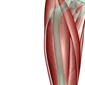 anatomy, front view, human, illustration, muscles, muscles of the thigh, musculature