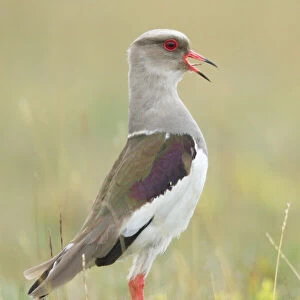 Charadriidae Glass Frame Collection: Andean Lapwing