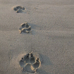 Animal Tracks Most Likely Dog Tracks In The Endangered And Rare Coastal Sand Dunes At Wickaninnish Beach (Which Connects To Long Beach) In Pacific Rim National Park Near Tofino