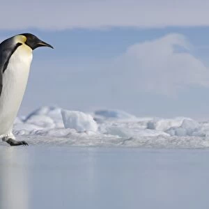 Antarctica, Snow Hill Island, emperor penguin on ice, side view