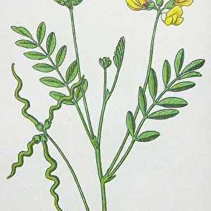 Antique botany illustration: Horseshoe Vetch, Hippocrepis comosa