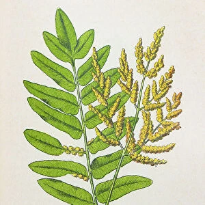 Antique botany illustration: Royal Fern, Osmunda regalis