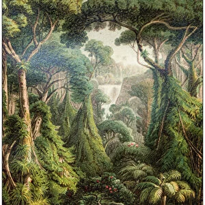 Antique botany illustration: Sri Lanka forest