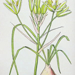 Antique botany illustration: Star of Bethlehem, Ornithogalum umbellatum