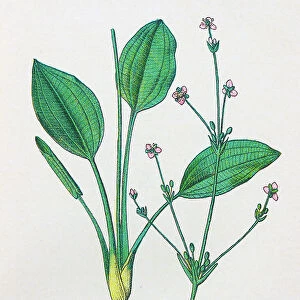Antique botany illustration: Water Plantain, Alisma Plantago