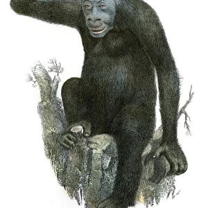 Antique illustration gorilla 1803