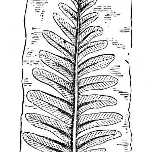 Antique illustration of plants: Fossil fern