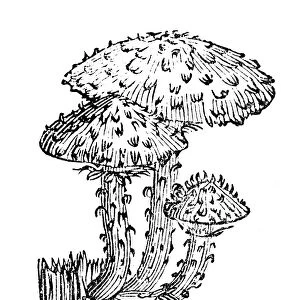 Antique illustration of shaggy scalycap or shaggy Pholiota (Pholiota squarrosa)