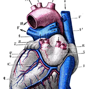 Antique medical scientific illustration high-resolution: Heart