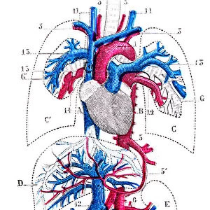 Antique medical scientific illustration high-resolution: Circulatory system