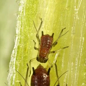Aphids -Aphidoidea-, pests, macro shot, Baden-Wurttemberg, Germany