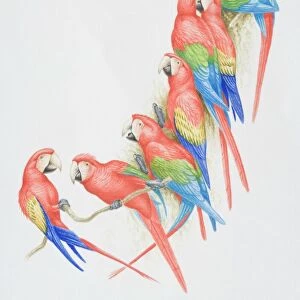 Nature & Wildlife Acrylic Blox Collection: Beautiful Bird Species