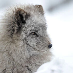 Arctic fox -Alopex lagopus-