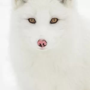 Arctic Fox close-up