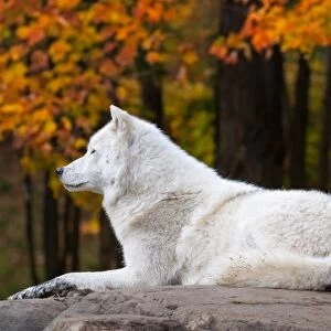 Arctic Wolf in Fall Season