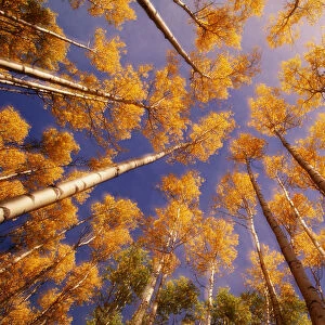 Aspen trees (Populus sp. ) in autumn, low angle view