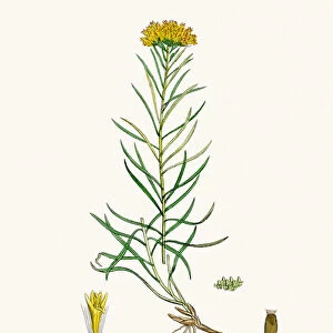 Aster goldenlock flower 19th century illustration