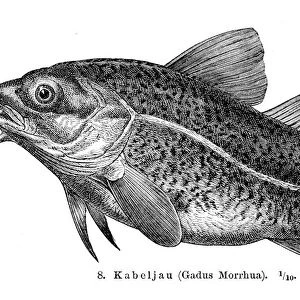 Atlantic cod fish engraving 1897