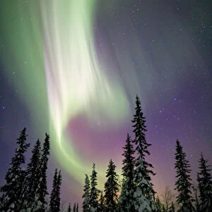 Aurora borealis and snow covered trees