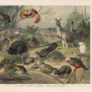 Australian wildlife, lithograph, published in 1897