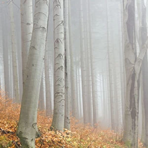 Autumn beech forest, Jeseniky Protected Landscape Area, Jesenik district, Olomoucky region, Czech Republic