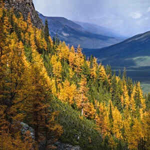 Autumn Colors In Rocky Mountains, Saddleback Pass, Banff National Park, Canada
