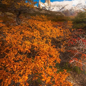 Autumn view of Patagonia with Mount Fitzroy background