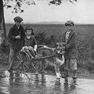 Avis On Dog Cart