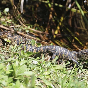 Baby alligator, Alligator mississippiensis. Everglades National Park, Florida, USA. UNESCO World Heritage Site (Biosphere Reserve)