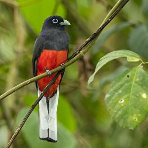 Trogons Poster Print Collection: Bairds Trogon