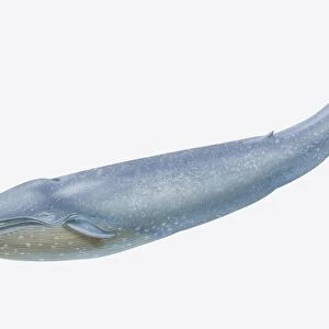 Balaenoptera musculus, Blue Whale, side view