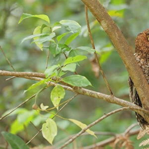 Owls Photo Mug Collection: Bare Shanked Screech Owl