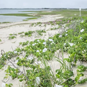 Beach roses, Madaket, Nantucket, Massachusetts, USA