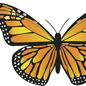Colourful Butterflies Collection: Butterfly Art Illustrations