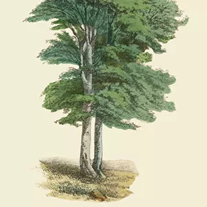 Beech Tree or Fagus, Victorian Botanical Illustration