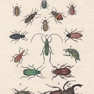 Beetle Postcard Collection: Metallic Wood-Boring Beetles