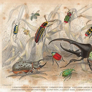 Beetles old litho print from 1852