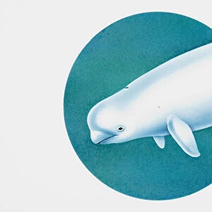 Beluga (Delphinapterus leucas), or white whale, head