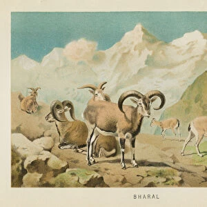 Bharal Himalayan sheep chromolithograph 1896