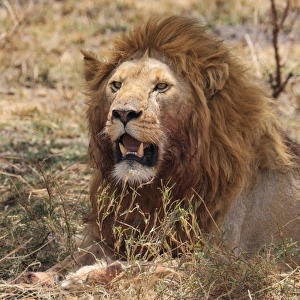 Big male lion resting in grass