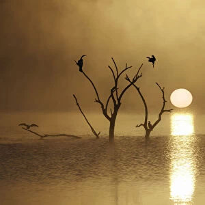 bird, color image, colour image, cormorant, flying, horizontal, landscape, mankwe dam