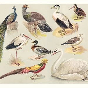 Storks Tote Bag Collection: Marabou Stork