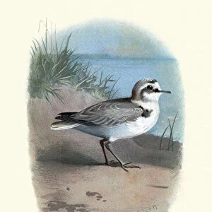 Charadriidae Collection: Shore Dotterel