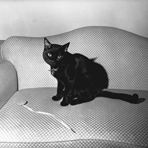 Black cat sitting on couch, (B&W)